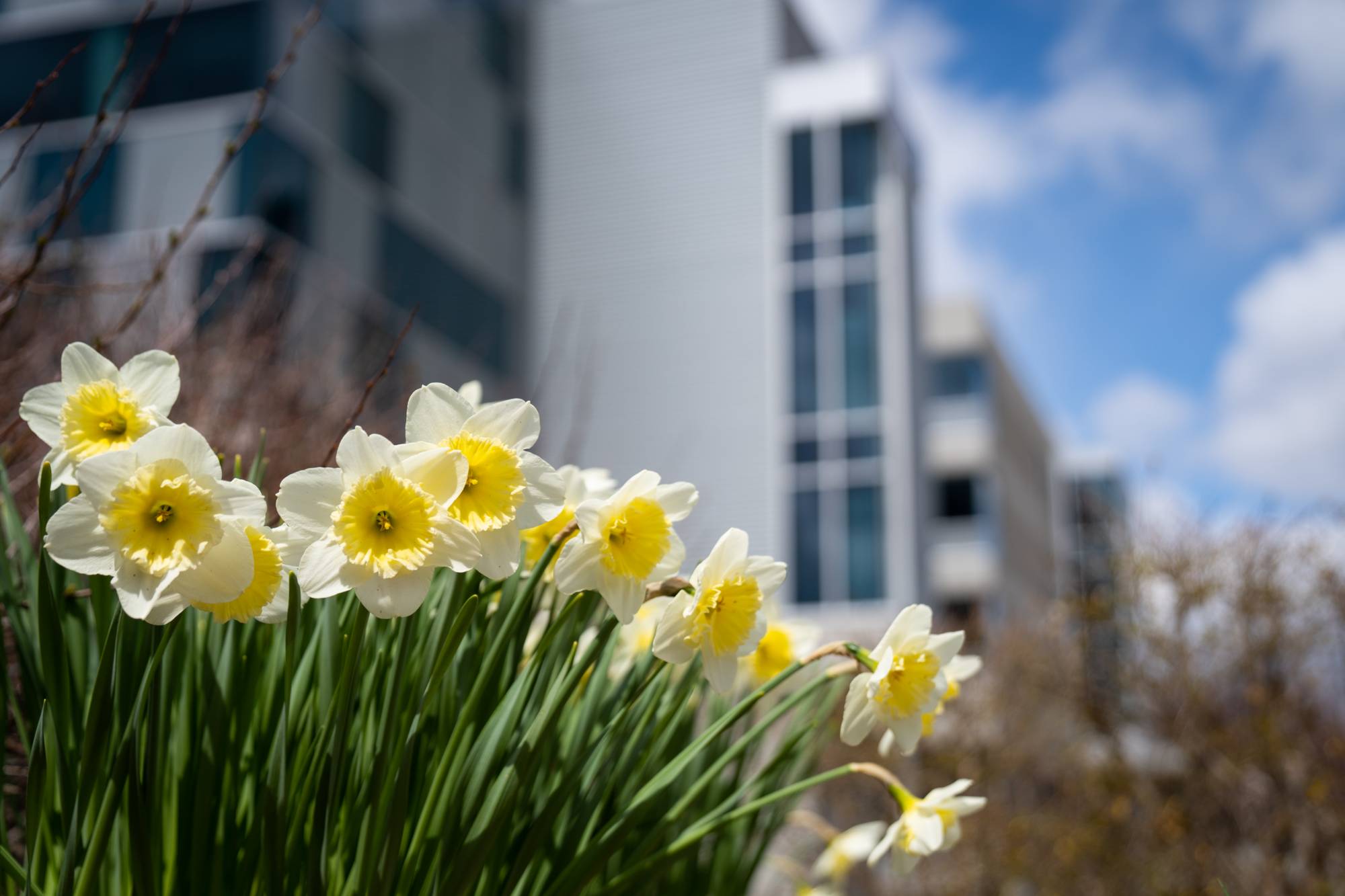 Tulips growing on Allendale's campus.